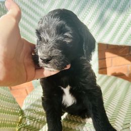 Sheepadoodle Puppies from Boujie Doo’s