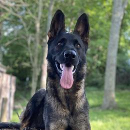 German Shepherds from Vom Schwarzen Mond