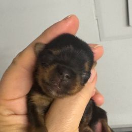 Poppy - Black and gold female Yorkshire Terrier puppy in Fredericksburg, Indiana from Yorkie Blessings