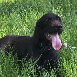 Cali - Pudelpointer