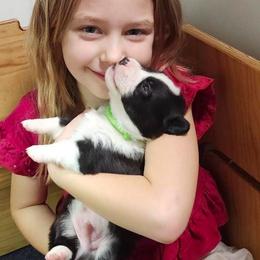 Blaze (Green collar) - Black and white male Cardigan Welsh Corgi puppy in Omaha, Arkansas from DnD Corgis
