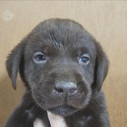 3rd Available - Chocolate male Labrador Retriever puppy in Eugene, Oregon from Humphrey Retrievers