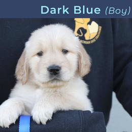 Dark Blue (female) - Golden female Golden Retriever puppy in Mills River, North Carolina from Appalachian Dog Training LLC