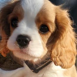 Bramble - Blenheim Cavalier King Charles Spaniel puppy in Rifle, Colorado from RoanCliff Cavaliers