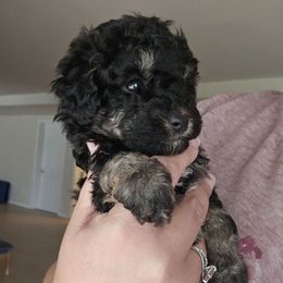 Shadow - Phantom male Bernedoodle puppy in Galena, Illinois from Perry's doodles