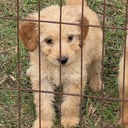 Annie - Apricot female Goldendoodle puppy in Ambrose, Georgia from Brandilyn's Aussies