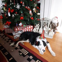 Border Collie All Grown Up from Border Collies of Ruidoso