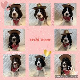 English Springer Spaniel Puppies from Kaveman Springer Spaniels