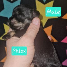Phlox - Black and silver male Miniature Schnauzer puppy in Biscoe, North Carolina from Clouser's Bodacious Danes & Miniature Schnauzers