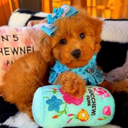 GIANNA - Apricot female Maltipoo puppy in Sugar Land, Texas from Celebrity Maltipoos