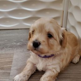 Girl 1 - Schnoodle puppy in Leitchfield, Kentucky from Eveleigh Acres Puppies