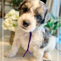 BANJO - Merle male Bernedoodle puppy in Houston, Texas from Pia’s Doodle Poodle Wag
