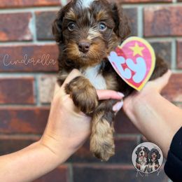 Cinderella - Chocolate merle female Bernedoodle puppy in Owasso, Oklahoma from Kallams Bernedoodles & Bernese Mountain Dogs