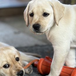Labrador Retrievers from Jamie Schlenker