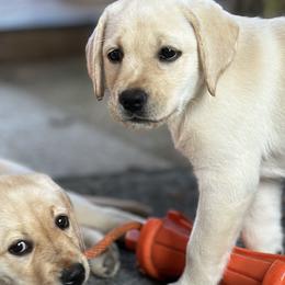 Labrador Retrievers from Jamie Schlenker