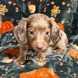 Chocolate and Tan Dapple Male Longhair - Chocolate and tan male Dachshund puppy in Cleveland, Tennessee from Kelly's Doxie Farm
