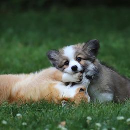 Pembroke Welsh Corgi Puppies from Cosmere Corgis