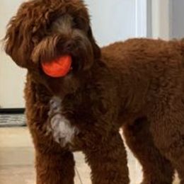 Labradoodles from Delta Breeze Labradoodles