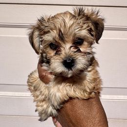 Athena - Cafe au lait female Poodle puppy in Las Vegas, Nevada from Plush Toy Poodle Puppies & Pals