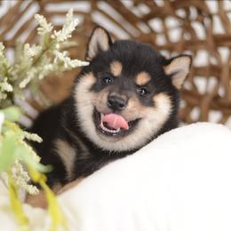 Pete -Black and Tan- - Black and tan male Shiba Inu puppy in Neosho, Missouri from Kenny Cave K9s