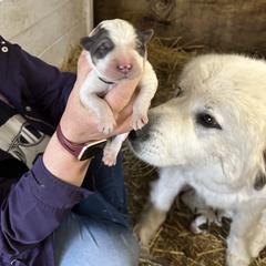 Boy 2 - White Great Pyrenees puppy in Carbon, Indiana from Patriot Farm & Forestry