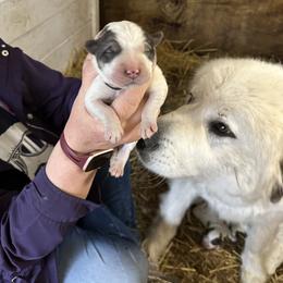Boy 2 - White Great Pyrenees puppy in Carbon, Indiana from Patriot Farm & Forestry
