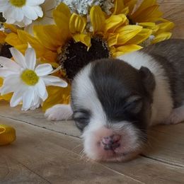 Remi - Chocolate sable female Havanese puppy in Verden, Oklahoma from Holcombs Puppy Ranch