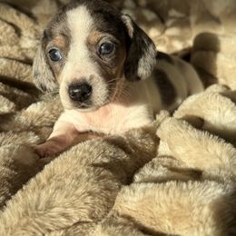 Female 3 - Dapple female Dachshund puppy in El Campo, Texas from Creamer Creek Kennel