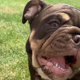 Bulldogs from Loyalty Oregon