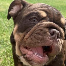 Bulldogs from Loyalty Oregon