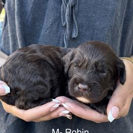 Robin - Chocolate male Australian Labradoodle puppy in Morgan Hill, California from Loving Labradoodles