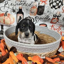 Dude - Piebald male Dachshund puppy in Anaconda, Montana from Williams Family Dachshunds