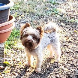 Cisco - Yorkshire Terrier