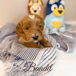 Bandit - Red  male Goldendoodle puppy in Melba, Idaho from KZ Doodles