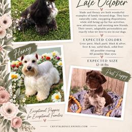Miniature Schnauzer puppies from Crystal Rose Canines