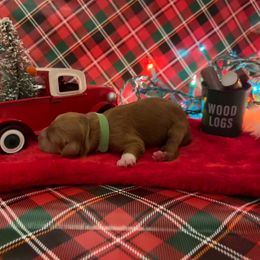 Cupid - Apricot male Goldendoodle puppy in Johns Island, South Carolina from Golden Doodlebugs