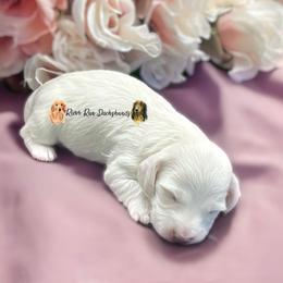 Dachshund Puppies from RRD