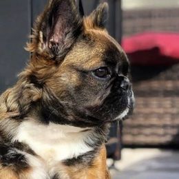 French Bulldogs from Beachtown Fluffy’s