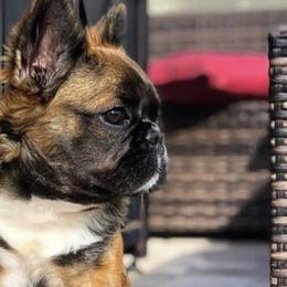 French Bulldogs from Beachtown Fluffy’s