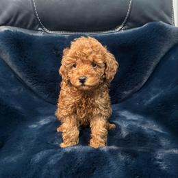 Romeo - Red  male Poodle puppy in Houston, Texas from YZC Frenchies at 4C Ranch