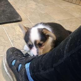 Puzzle - Black and tan female Pembroke Welsh Corgi puppy in Ellensburg, Washington from Faery Mount Farm