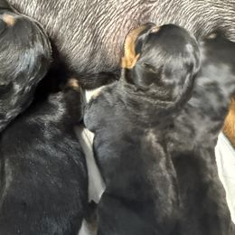 Female 3 - Black and mahogany female Rottweiler puppy in Arizona from TRK Rottweilers