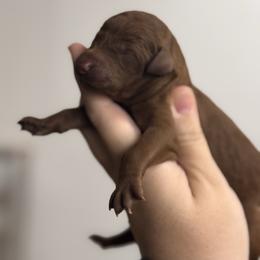 Sadie - Red  female Poodle puppy in Osyka, Mississippi from Southern Sunshine Standards