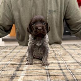 Boy 4 (Gator) - Brown and gray male Wirehaired Pointing Griffon puppy in Shelley, Idaho from Western Gundogs