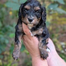 Big Mac - Black and tan male Cavapoo puppy in Coshocton, Ohio from Forever Family Puppies