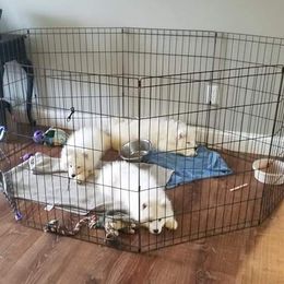 Samoyed Puppies from SnoDen Samoyeds