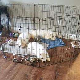Samoyed Puppies from SnoDen Samoyeds