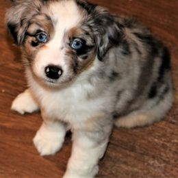 Miniature American Shepherd Puppies from Eagles Landing Miniature American Shepherds