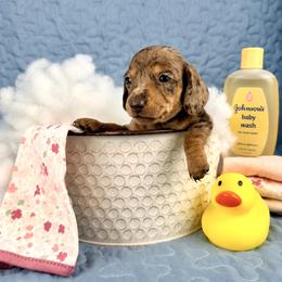 Ducky     4000 - Dapple female Dachshund puppy in Hendersonville, North Carolina from Snarky Doxy Miniature Dachshunds
