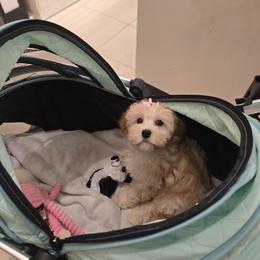 Suga - Apricot female Maltipoo puppy in Washington from Mt.BakerPoodles&Doodles